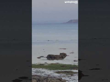 ¡Por poquito! Perro se salva de morir devorado por un cocodrilo 