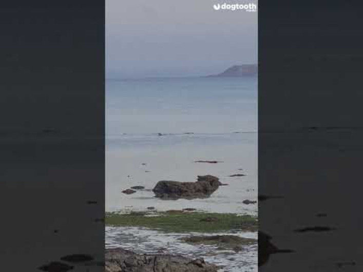 ¡Por poquito! Perro se salva de morir devorado por un cocodrilo 