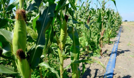 Lluvias afectaron producción de maíz y sorgo