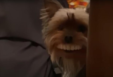 ¡Perrito travieso! Estrena sonrisa al robar dentadura de su dueño