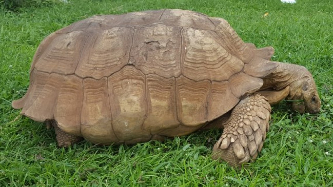 A los 344 años muere “Alagba”, la tortuga más vieja de África