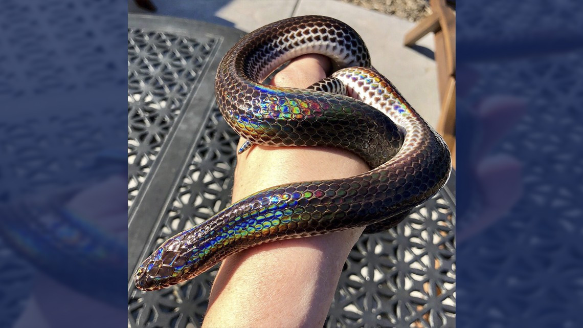 La cobra más bonita que verás hoy