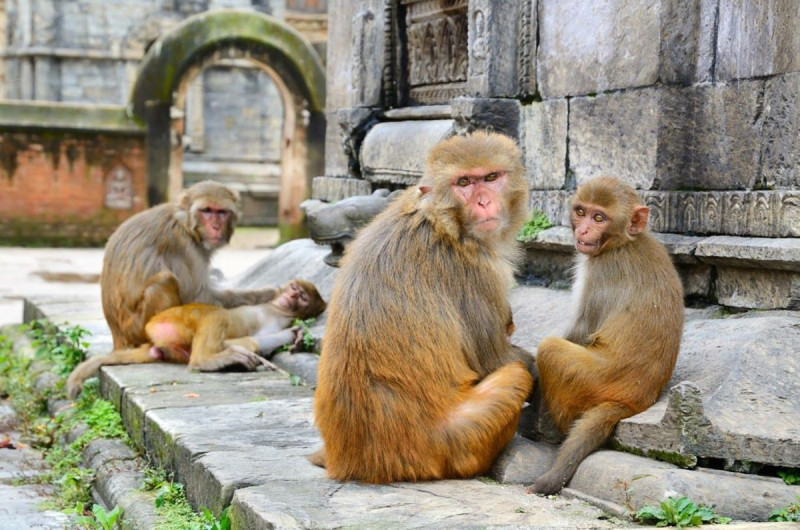 Aparece muerto bebé secuestrado por mono