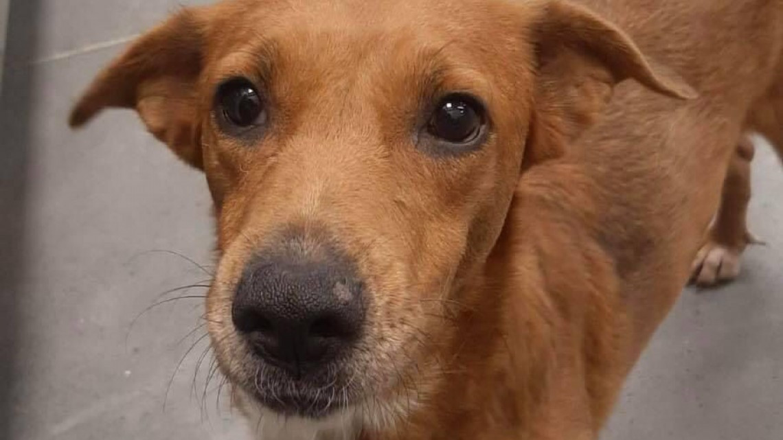 APA pide a la población proteger a las mascotas ante la pirotecnia en Nuevo Laredo 