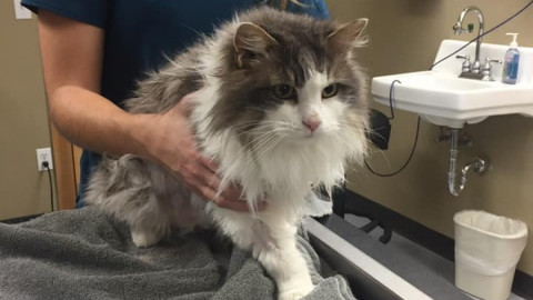 Conoce a “Fluffy”, la gata que se congeló y sobrevivió