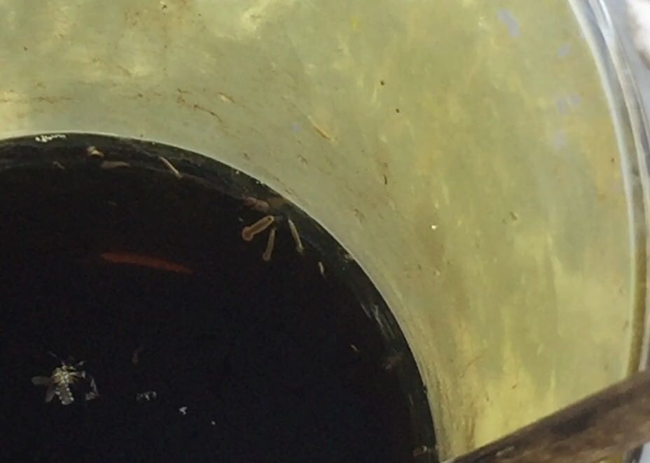 Atenta Salud para evitar el ingreso de sarampión al país