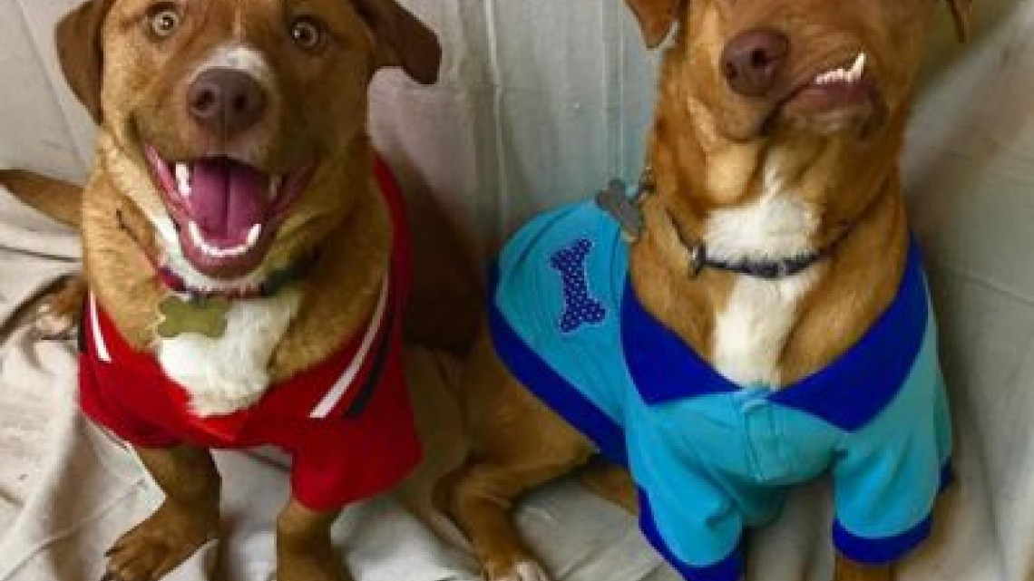 La conmovedora historia de Picasso