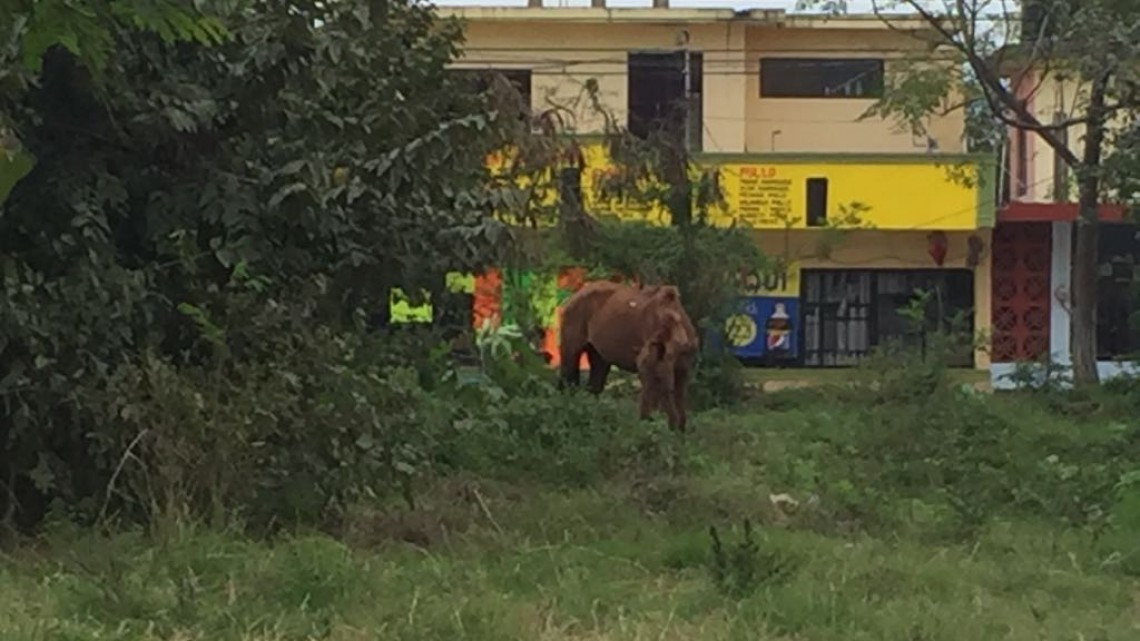 Desechos urbanos en lugares clandestinos, problema serio