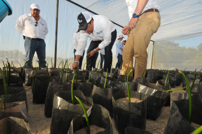 Tamaulipas fortalece la recuperación y producción de Manglar.