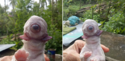 Nace cachorro ‘cíclope’ sin nariz y con dos lenguas