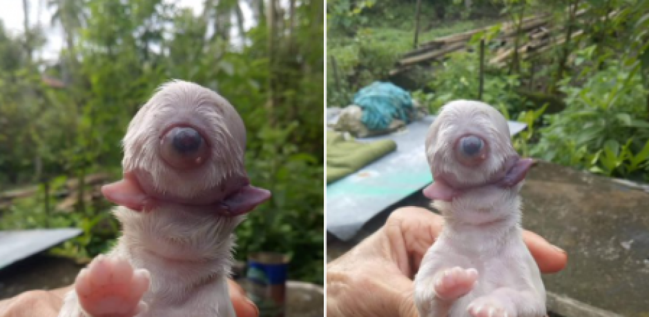 Nace cachorro ‘cíclope’ sin nariz y con dos lenguas