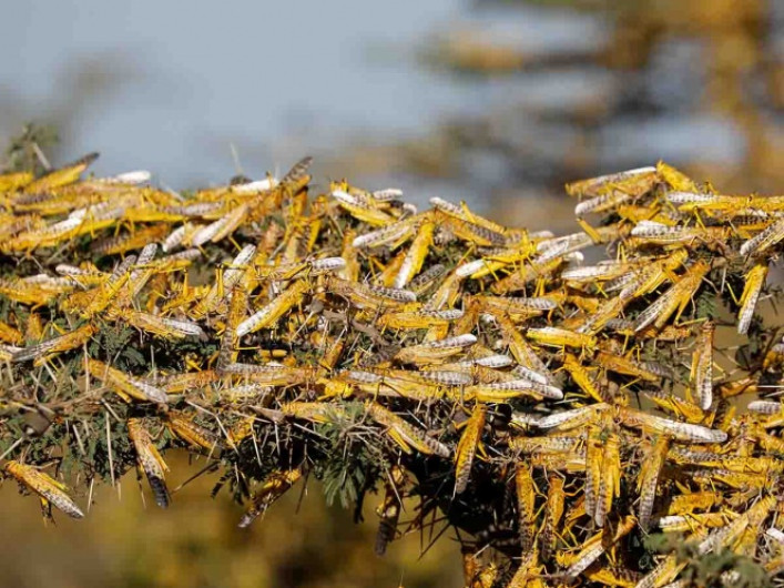Continúa avanzando plaga de langostas sobre India