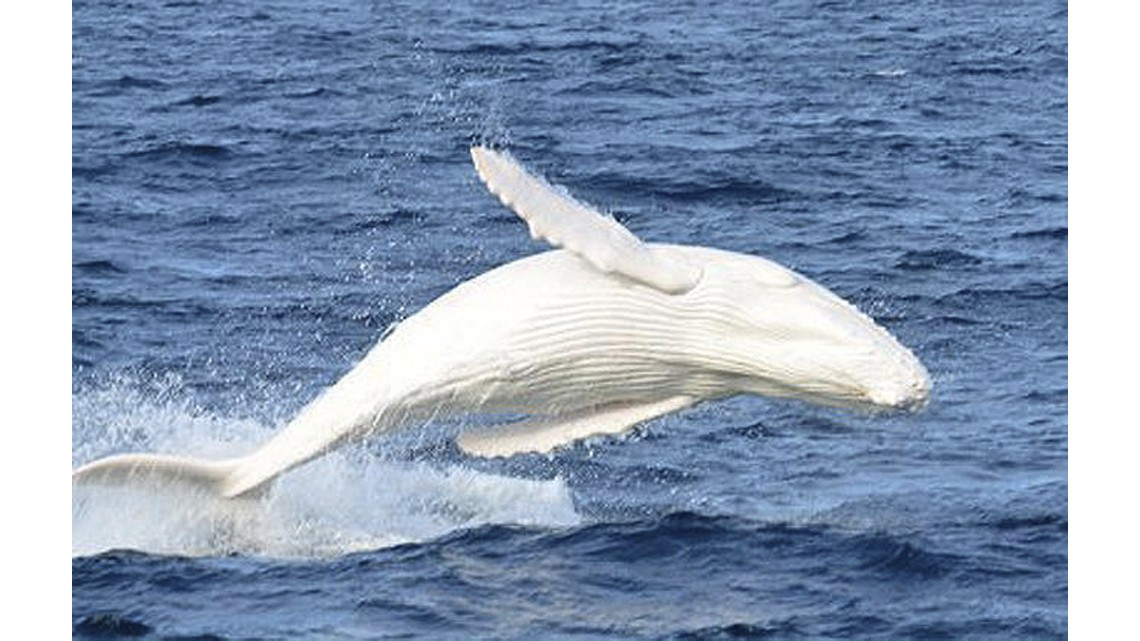 Animales con albinismo