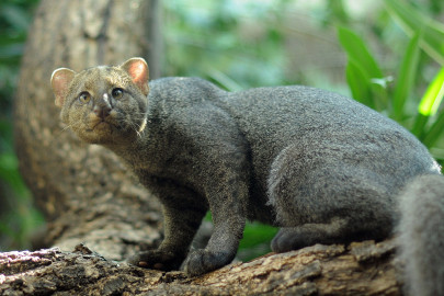 Encuentran ejemplar de Jaguarundi en Victoria