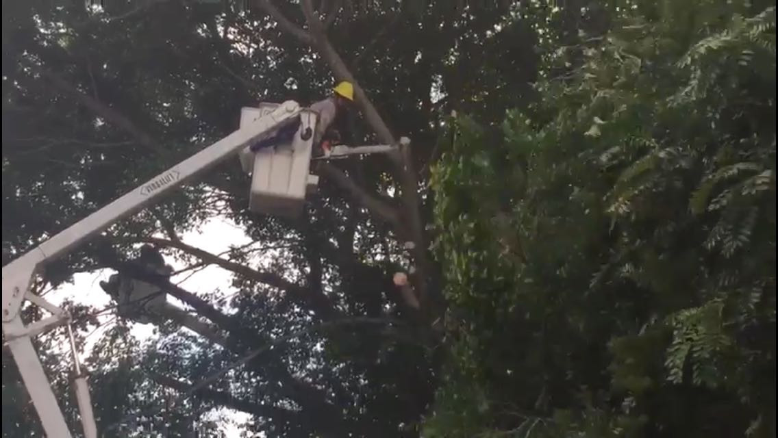 Talan árboles que afectan cableado eléctrico