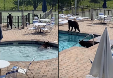 Osos 'hacen fiesta' al entrar a un complejo turístico