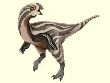 Descubren nueva especie de dinosaurio, ¿con plumas?
