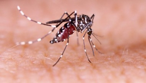 Emite Estados Unidos advertencia por aumento de casos de dengue