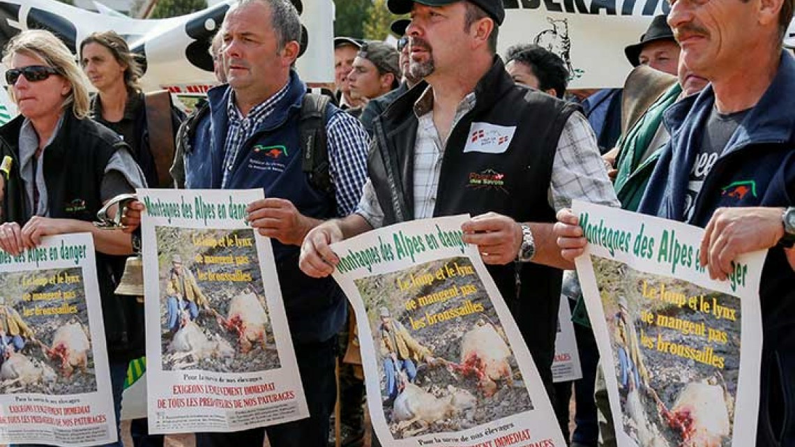 Ovejas invaden las calles de Lyon