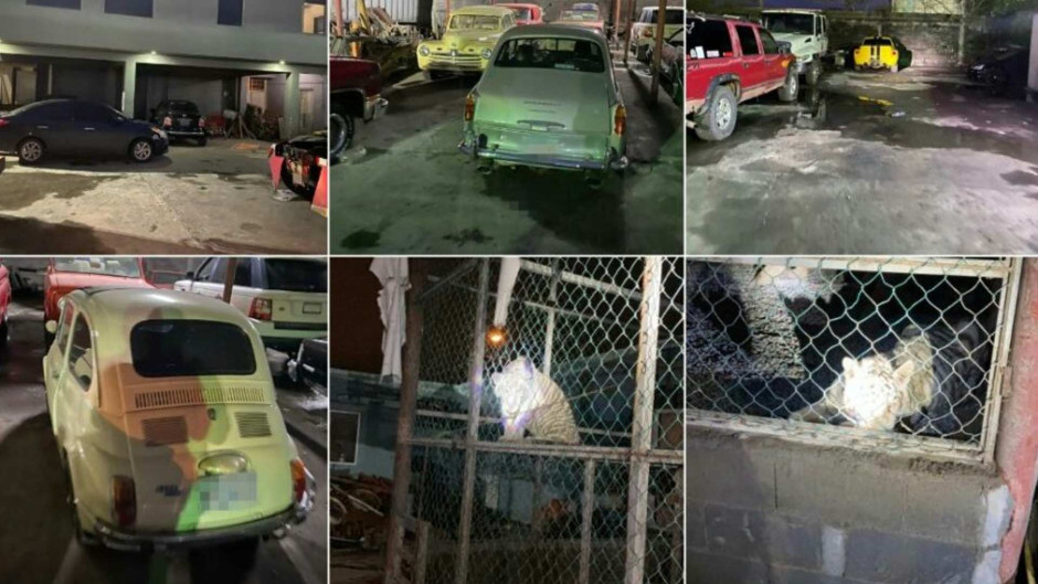 Asegura GOPES autos de lujo, aves exóticas y dos tigres de bengala en Matamoros