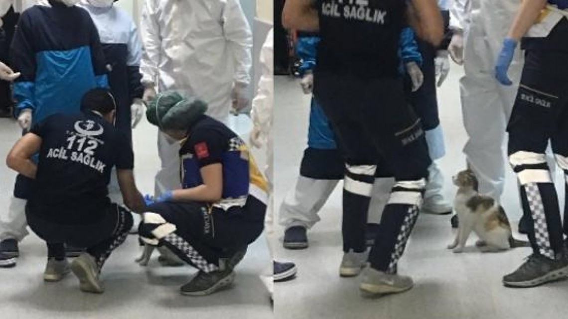 Gatita lleva a su cría enferma al hospital