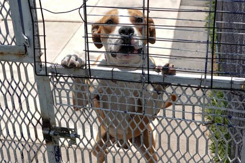 Atenderá Gobierno de Reynosa a perros y gatos en Mega Brigada 