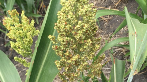 En riesgo de perder la siembra de sorgo por falta de lluvias