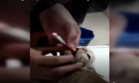 Entre risas, jóvenes maltratan a gatito y le obligan a "fumar"