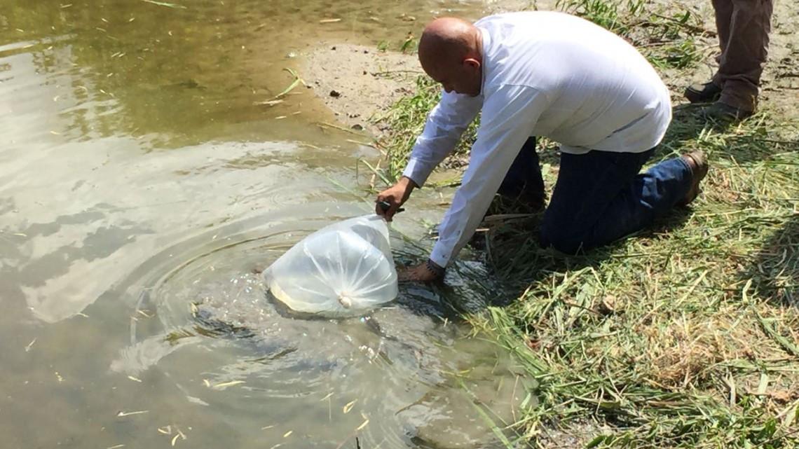 Siembran en lago de la facultad de derecho 800 crías de tilapia