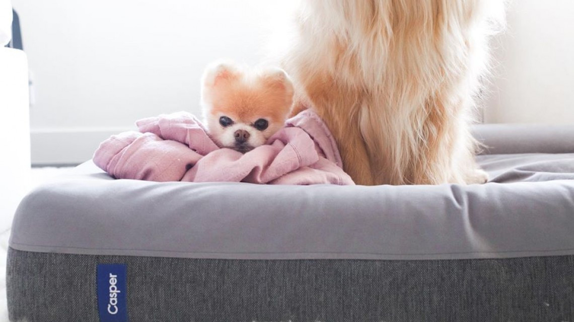 Adiós hermoso Boo, muere el perro más lindo del mundo