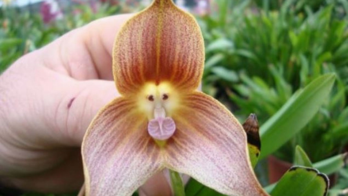 Las plantas más curiosas de la naturaleza