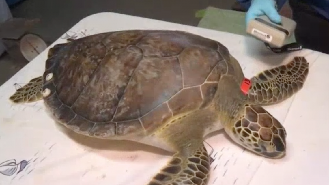 Rescatan a tortugas marinas por bajas temperaturas