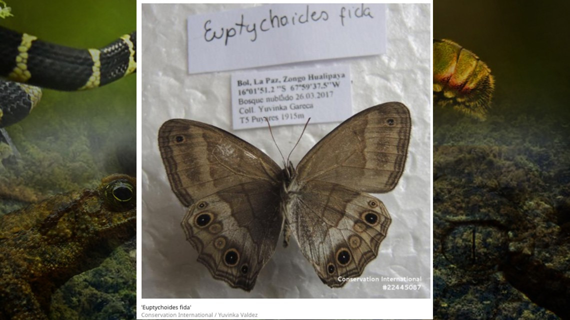 Descubren 20 nuevas especies en selvas de Bolivia