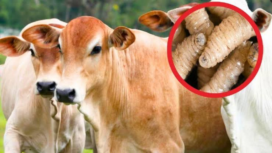 EU suspende exportación de ganado mexicano por gusano barrenador