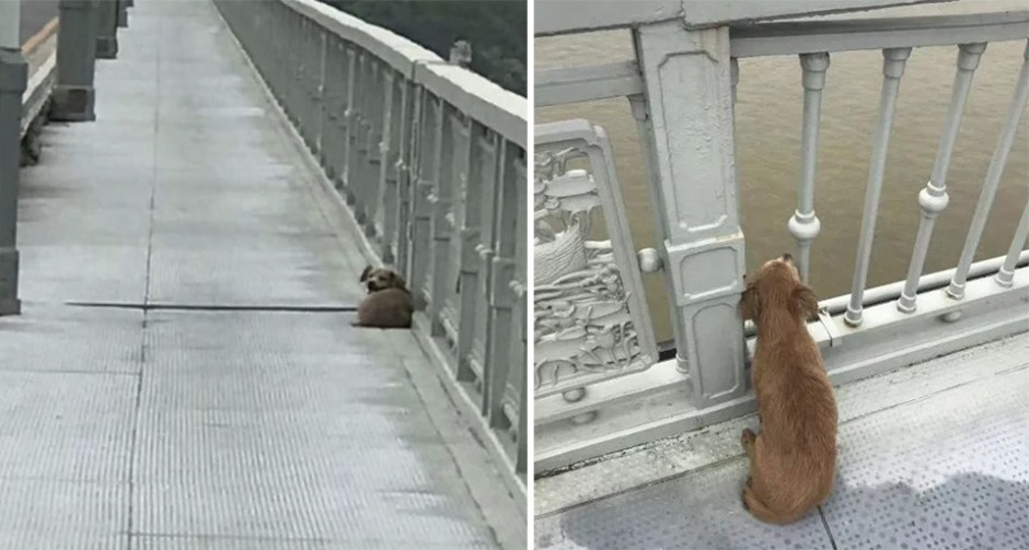 ¡Justo en el cora! Perrito espera a su dueño en el puente en el que se suicidó