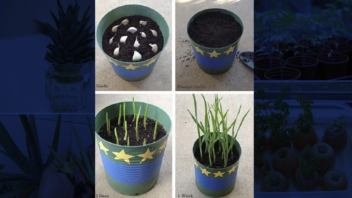 ¡En tiempos de coronavirus! Cultiva en casa tus propias frutas y verduras 