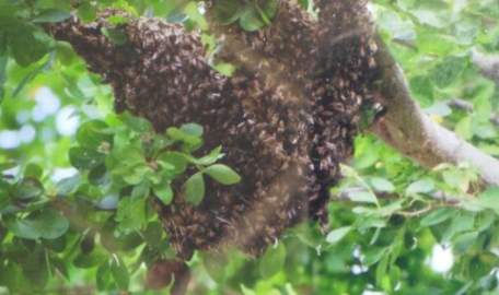 Suspenden momentáneamente juego Brasil vs Nicaragua del CPB