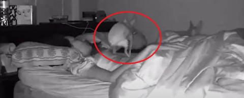 Perrito se hace popó sobre su dueña mientras dormía