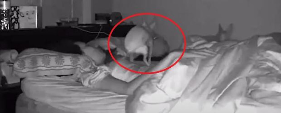Perrito se hace popó sobre su dueña mientras dormía