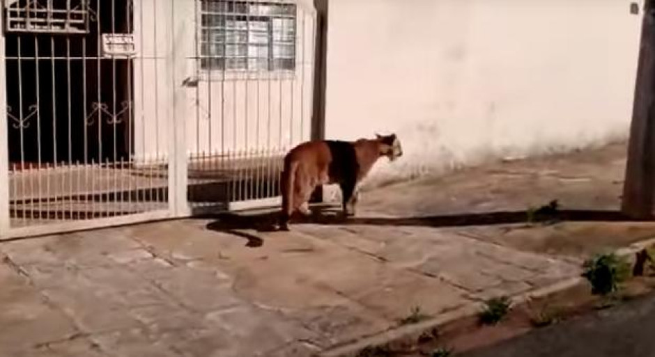 ¡Inédito! Jaguar se pasea libremente por la calle