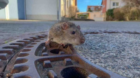 Ratón gordito se atora en alcantarilla y es rescatado