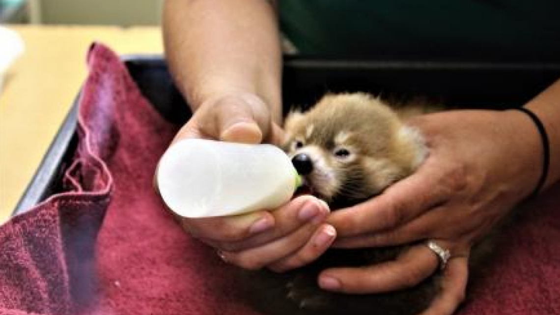 Nacen gemelos de panda rojo