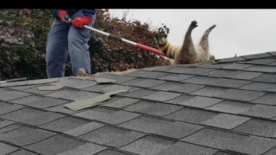 Mapache pasado de peso se queda atorado 