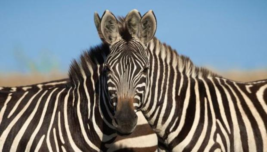 ¿Qué cebra está delante?