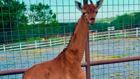  Nace jirafa sin manchas en Estados Unidos; única en el mundo