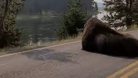 ¡Fresco! Bisonte duerme en medio de la carretera y detiene el tráfico
