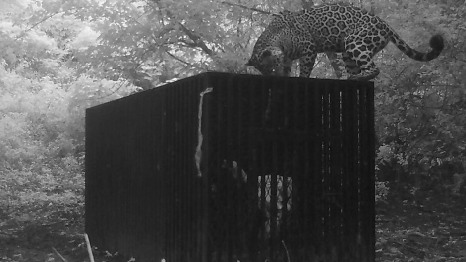 Instala Comisión de Parques collar de monitoreo en jaguar