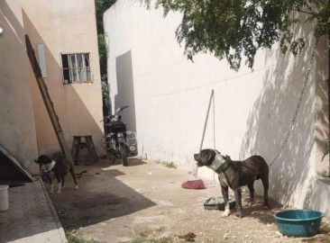 Reportan muerte de mascotas por ola de calor