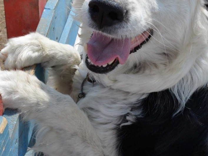 Por lamida de perro, hombre se despide de parte de sus piernas y antebrazos