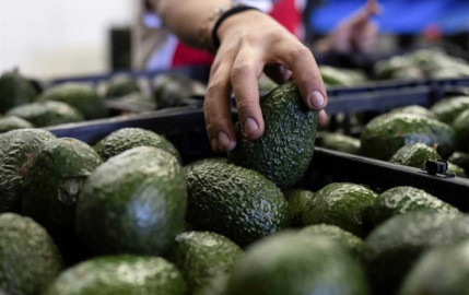 AMLO busca acuerdo con EU para reactivar importación de aguacate de Michoacán